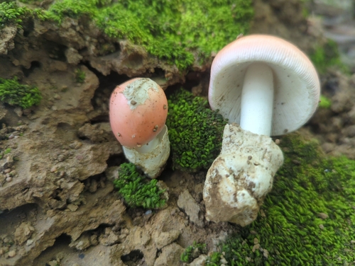 Amanita pudica