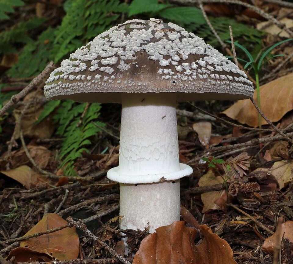 Amanita robusta — photo