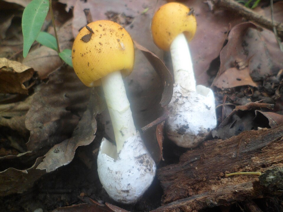 Amanita robusta