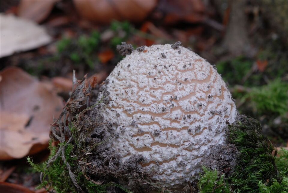 Amanita spp — photo
