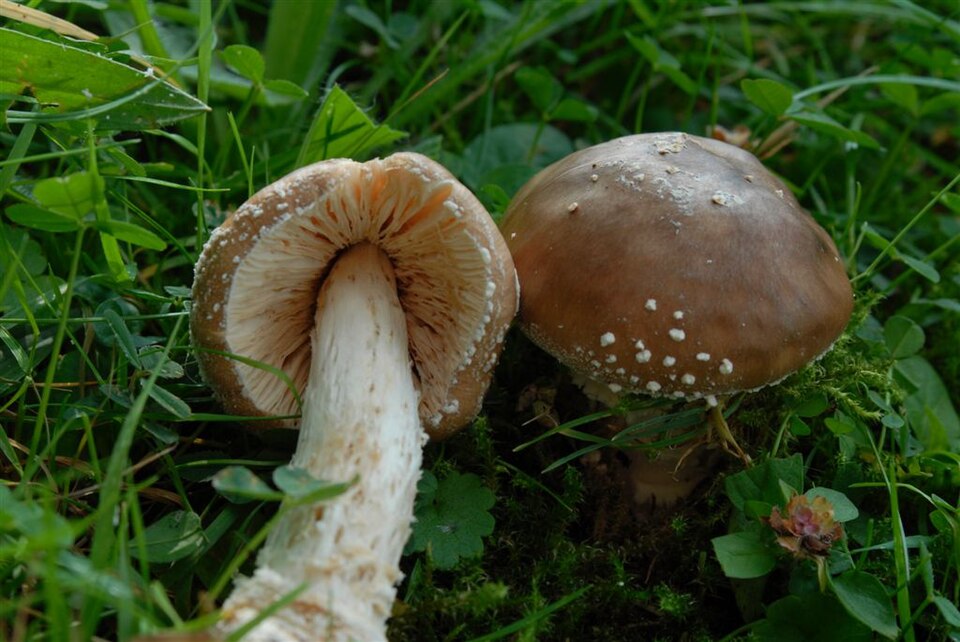 Amanita spp