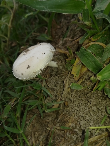 Amanita subviscosa — photo