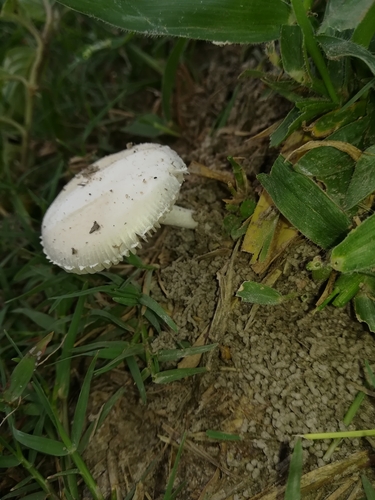 Amanita subviscosa — photo
