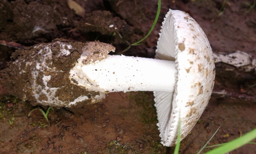 Amanita subviscosa