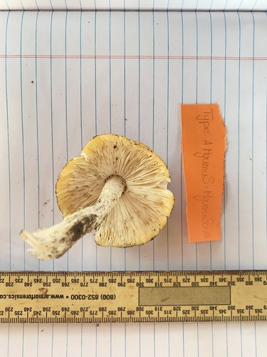 Amanita tanzanica — photo