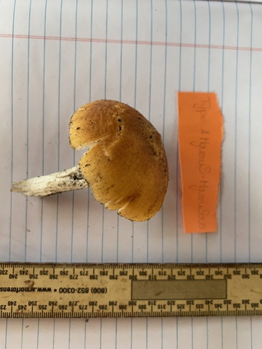 Amanita tanzanica