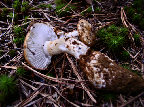 Amanita umbonata — photo
