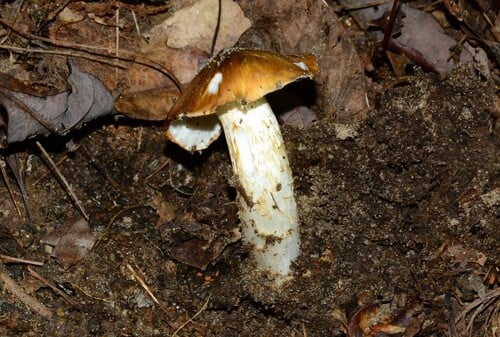 Amanita umbonata — photo
