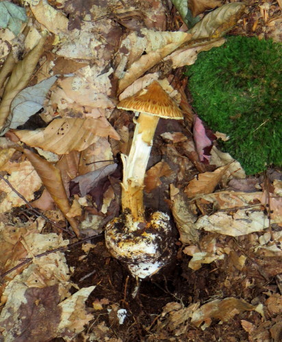 Amanita umbonata