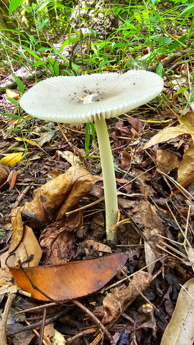Amanita vaginata var. punctata — photo