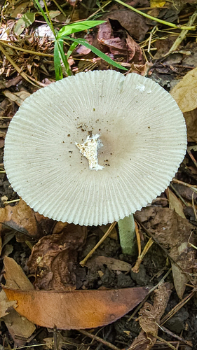 Amanita vaginata var. punctata — photo