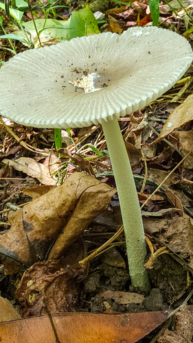 Amanita vaginata var. punctata