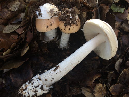 Amanita velosa (Sprinf amanita) — photo