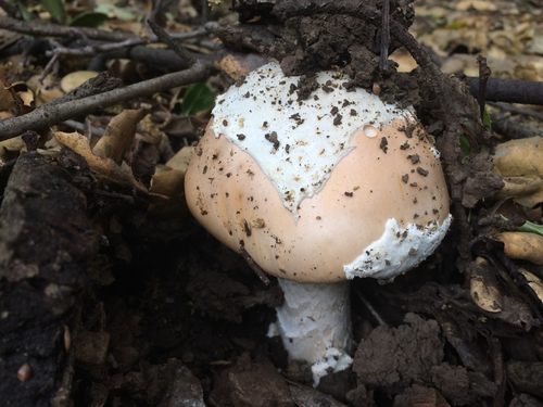 Amanita velosa (Sprinf amanita) — photo