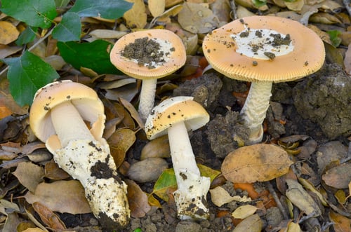 Amanita velosa
