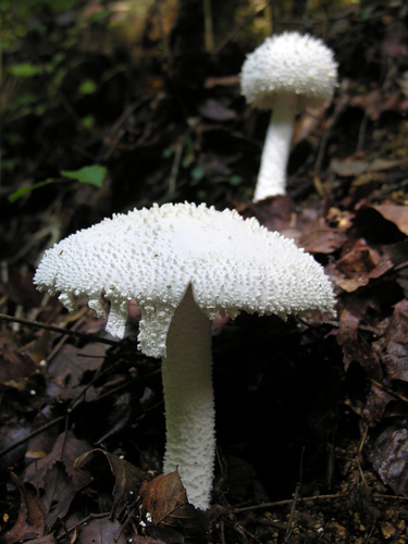 Amanita virgineoides — photo