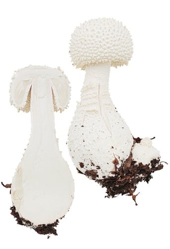Amanita virgineoides — photo