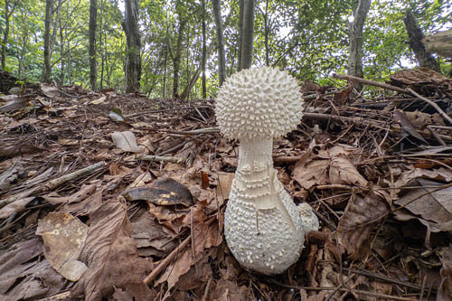 Amanita virgineoides