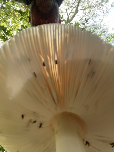 Amanita zambiana — photo