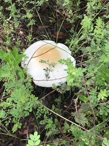 Amanita zambiana