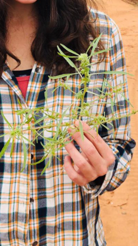 Amaranthus acanthochiton (Greenstripe) — photo