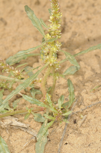 Amaranthus acanthochiton (Greenstripe) — photo