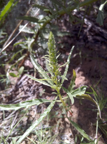 Amaranthaceae