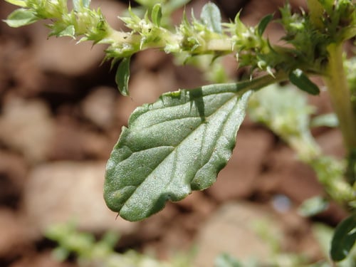 Amaranthus albus (Prostrate pigweed) — photo