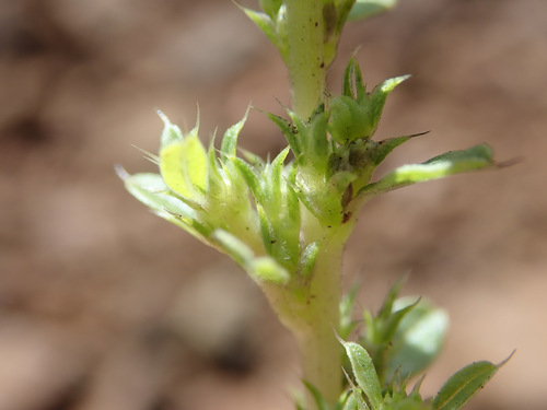 Amaranthus albus (Prostrate pigweed) — photo