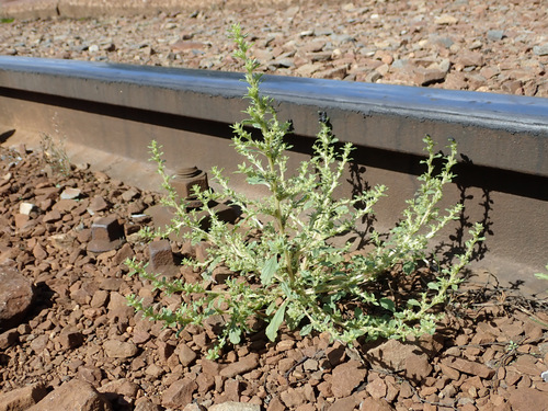 Amaranthus albus
