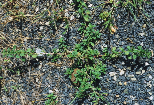 Amaranthus angustifolius var. silvestris — photo