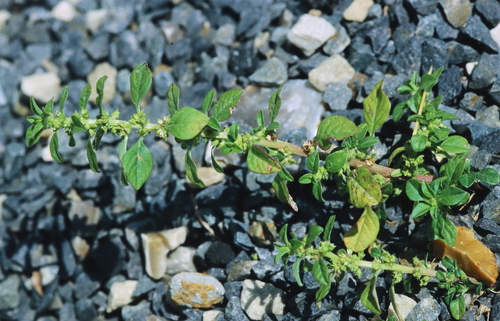 Amaranthus angustifolius var. silvestris — photo