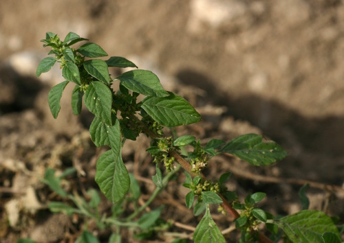 Amaranthus angustifolius var. silvestris