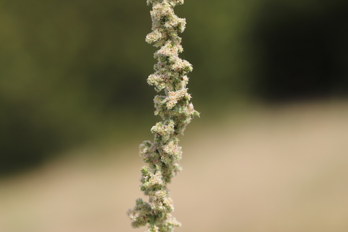 Amaranthus arenicola (Sand amaranth) — photo