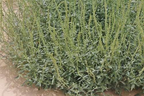 Amaranthus arenicola (Sand amaranth) — photo