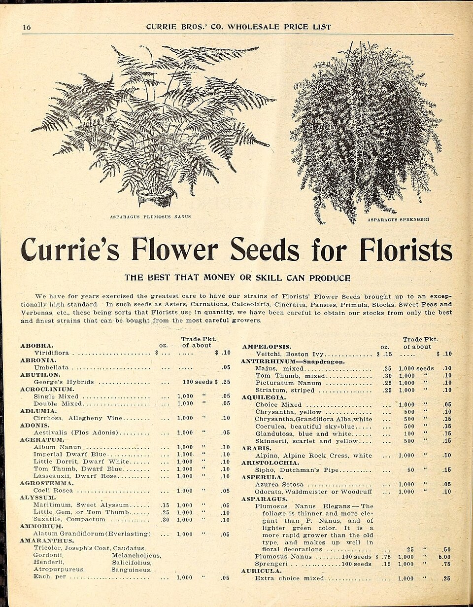 Amaranthus atropurpureus