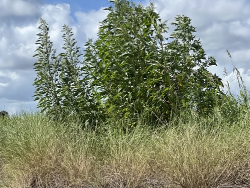 Amaranthus australis — photo