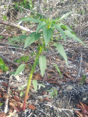 Amaranthus australis — photo