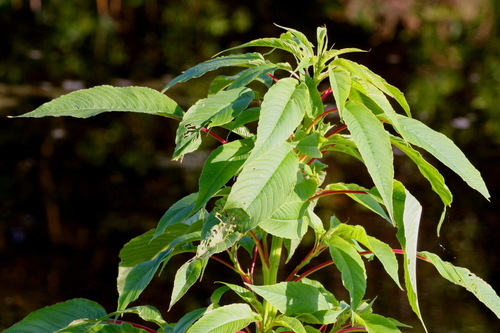 Amaranthus australis