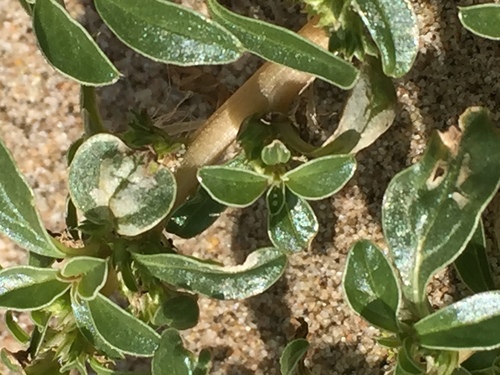 Amaranthus blitoides (Mat amaranth) — photo