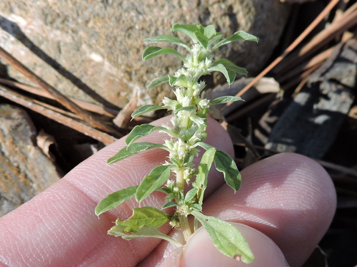 Amaranthus blitoides (Mat amaranth) — photo