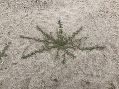 Amaranthus blitoides