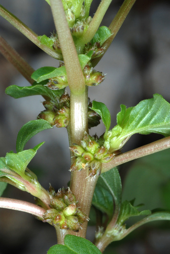 Amaranthus blitum (Wild Amaranth) — photo