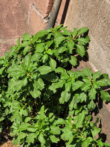 Amaranthus blitum (Wild Amaranth) — photo
