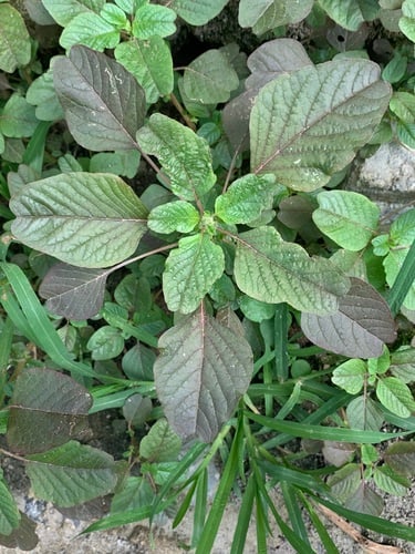 Amaranthus blitum