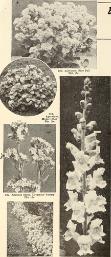 Amaranthus capensis