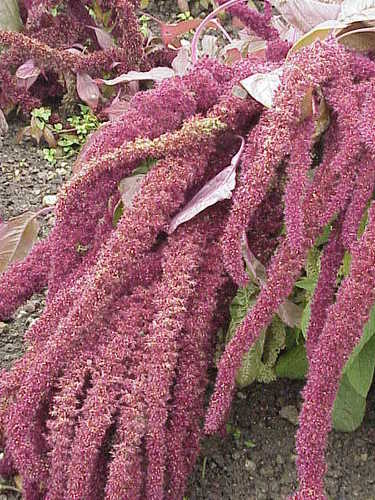 Amaranthus caudatus (Grain Amaranth) — photo