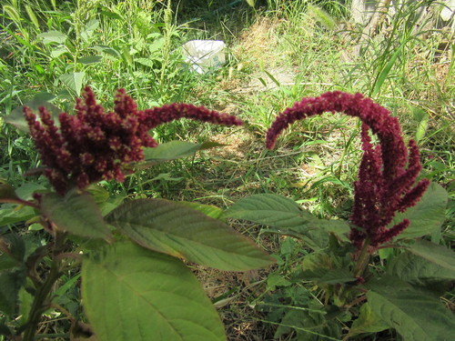 Amaranthus caudatus (Grain Amaranth) — photo