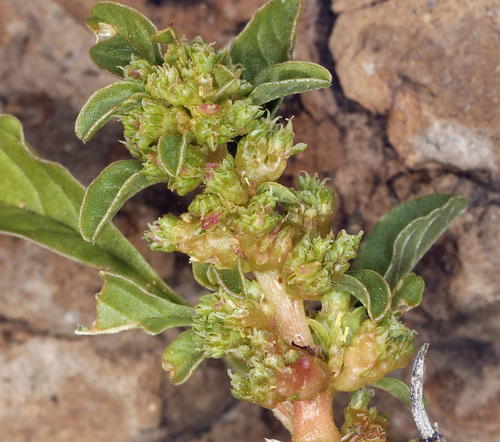 Amaranthus crassipes (Clubfoot amaranth) — photo