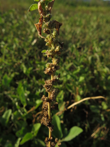 Amaranthus crassipes